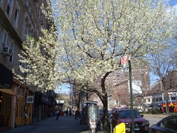 2011 Spring Scenery Walk - Riverside Park 01